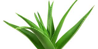 Aloe Leaf